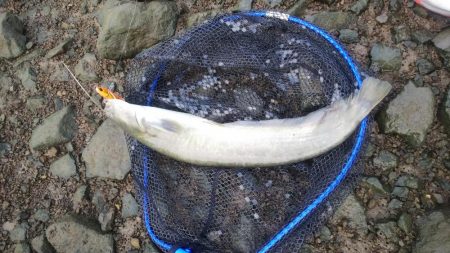 ルアーで赤グチ