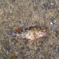 ロックフィッシュ