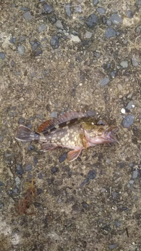 ロックフィッシュ