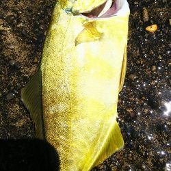 五目釣りに変更