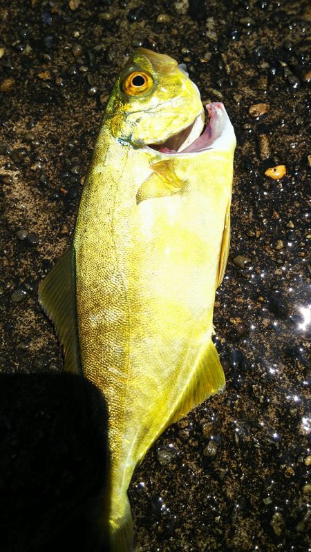 五目釣りに変更