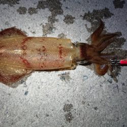 ケンサキ狙いが…