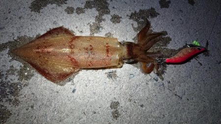 ケンサキ狙いが…