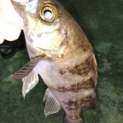 鳴門でライトゲーム