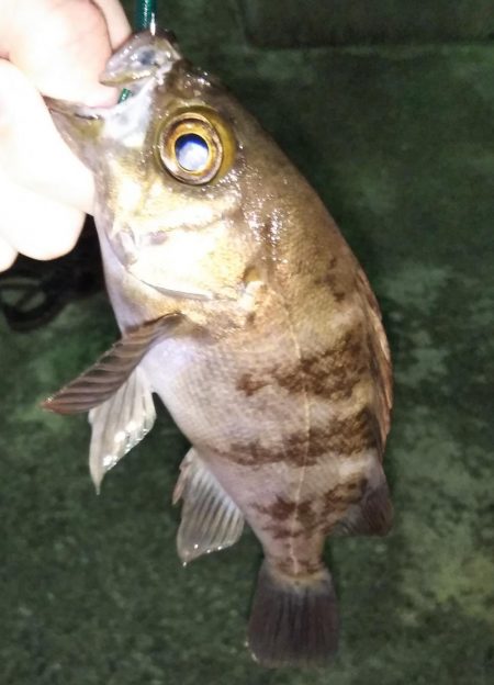 鳴門でライトゲーム