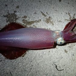 ケンサキエギング