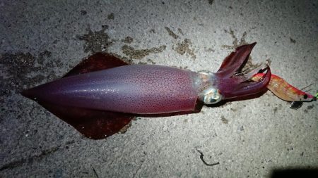 ケンサキエギング