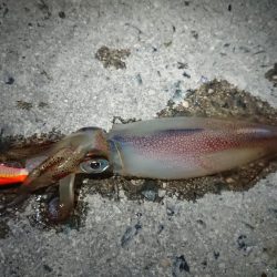 朝マズメエギング