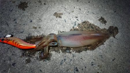 朝マズメエギング