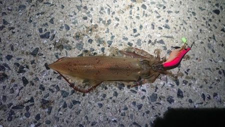 仕事終わりエギング