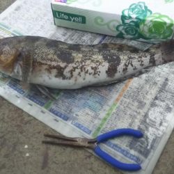 カレイ狙いが……