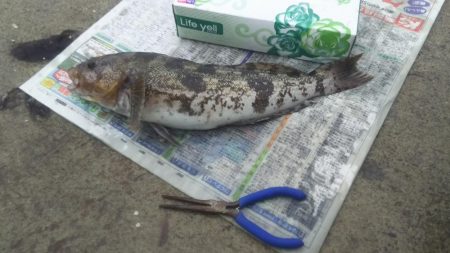 カレイ狙いが……