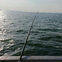 子供とサビキを楽しめました