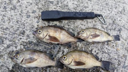 デイメバリング❗࿠…