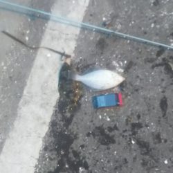 カレイリベンジ!