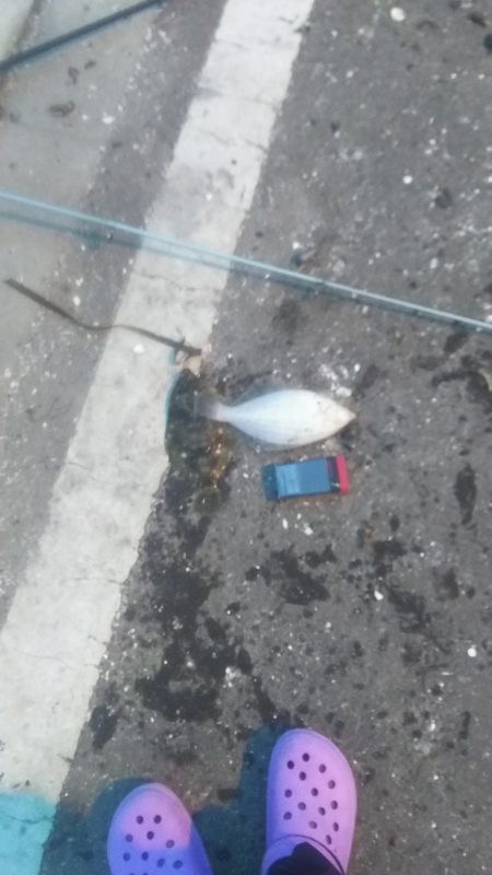 カレイリベンジ!