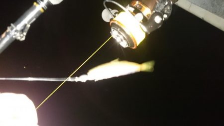 アジの地合い 短ッ、