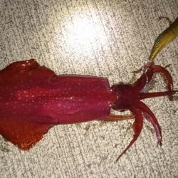 今年初マイカ！