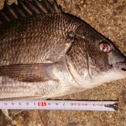 アジングからのチニング。