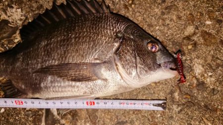 アジングからのチニング。