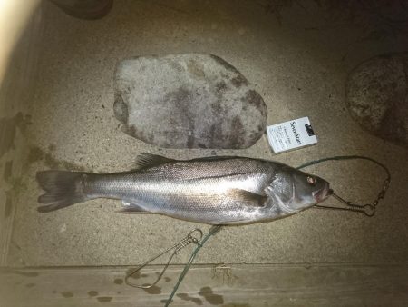 仕事おわりに二時間夕涼み