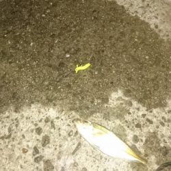 ３日連続アジング