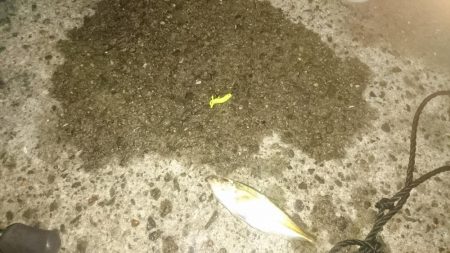 ３日連続アジング