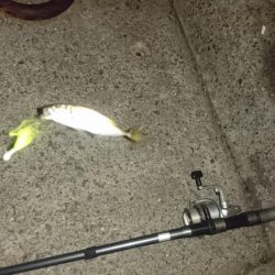 今日は少し肌寒い アジング