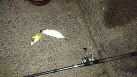 今日は少し肌寒い アジング