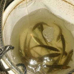 風強い～アジングは厳しい