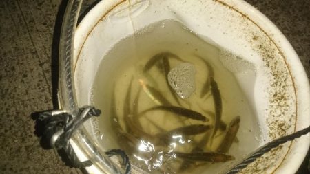 風強い～アジングは厳しい