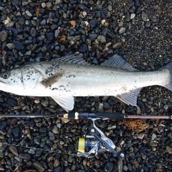 サーフでイカとシーバス