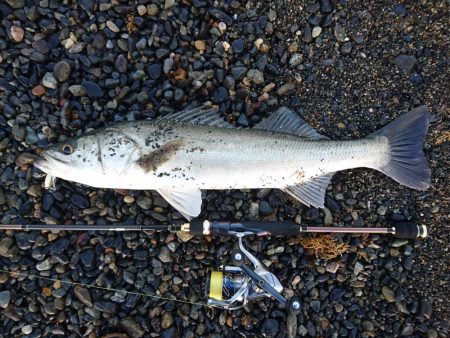 サーフでイカとシーバス