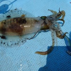 ボートエギング