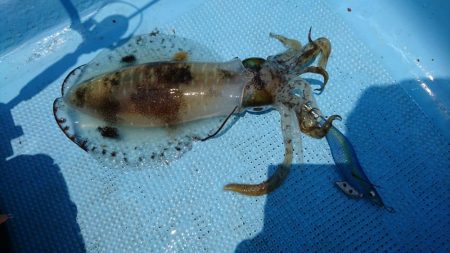 ボートエギング