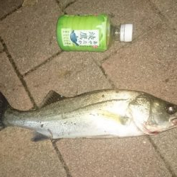 シーバスゲット