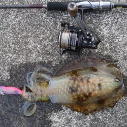 出張でエギング