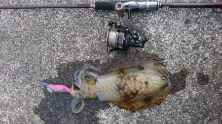 出張でエギング