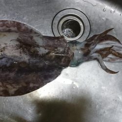 今年の 初アオリ