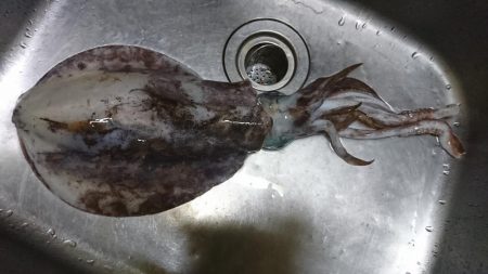 今年の 初アオリ