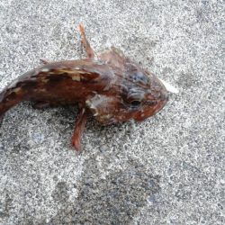 青物狙いでしたが・・・＞＜