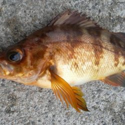 今年初キジハタ