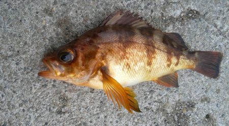 今年初キジハタ