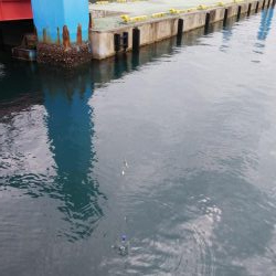 サビキで豆アジ