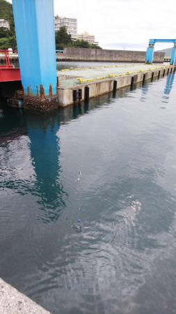 サビキで豆アジ