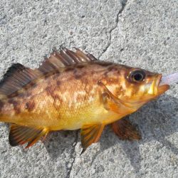 色々つれました