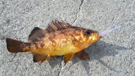 色々つれました