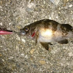 久々メバルプラッギング