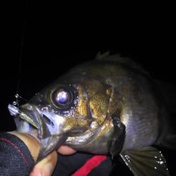 梅雨メバル好釣