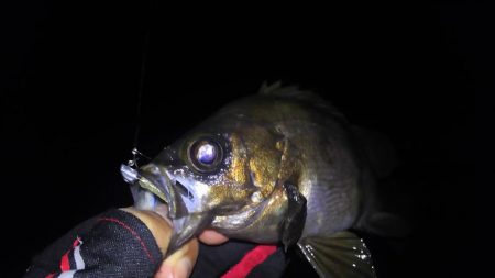 梅雨メバル好釣